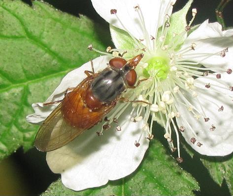 Rhingia cf. rostrata femmina (Syrphidae)